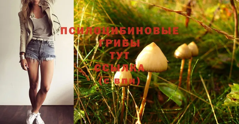 продажа наркотиков  Няндома  Галлюциногенные грибы Psilocybe 